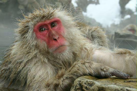 Japanese Macaque, Honshu, Japan